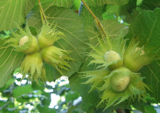 Avellino: il Comitato Spontaneo Agricoltori denuncia la crisi dei noccioleti. Ora il tavolo